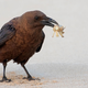 Raven holding crab in beak